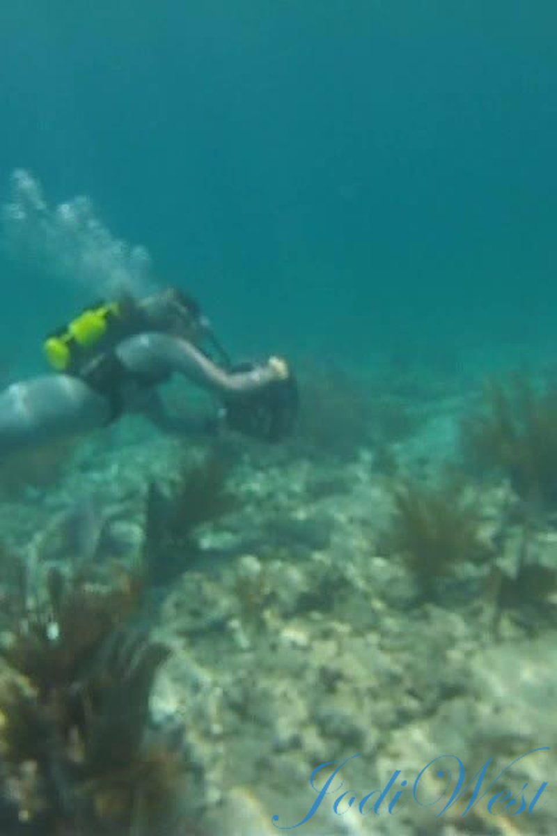 Jellyfish Attack - Screenshot 1 of 4 - Jodi West