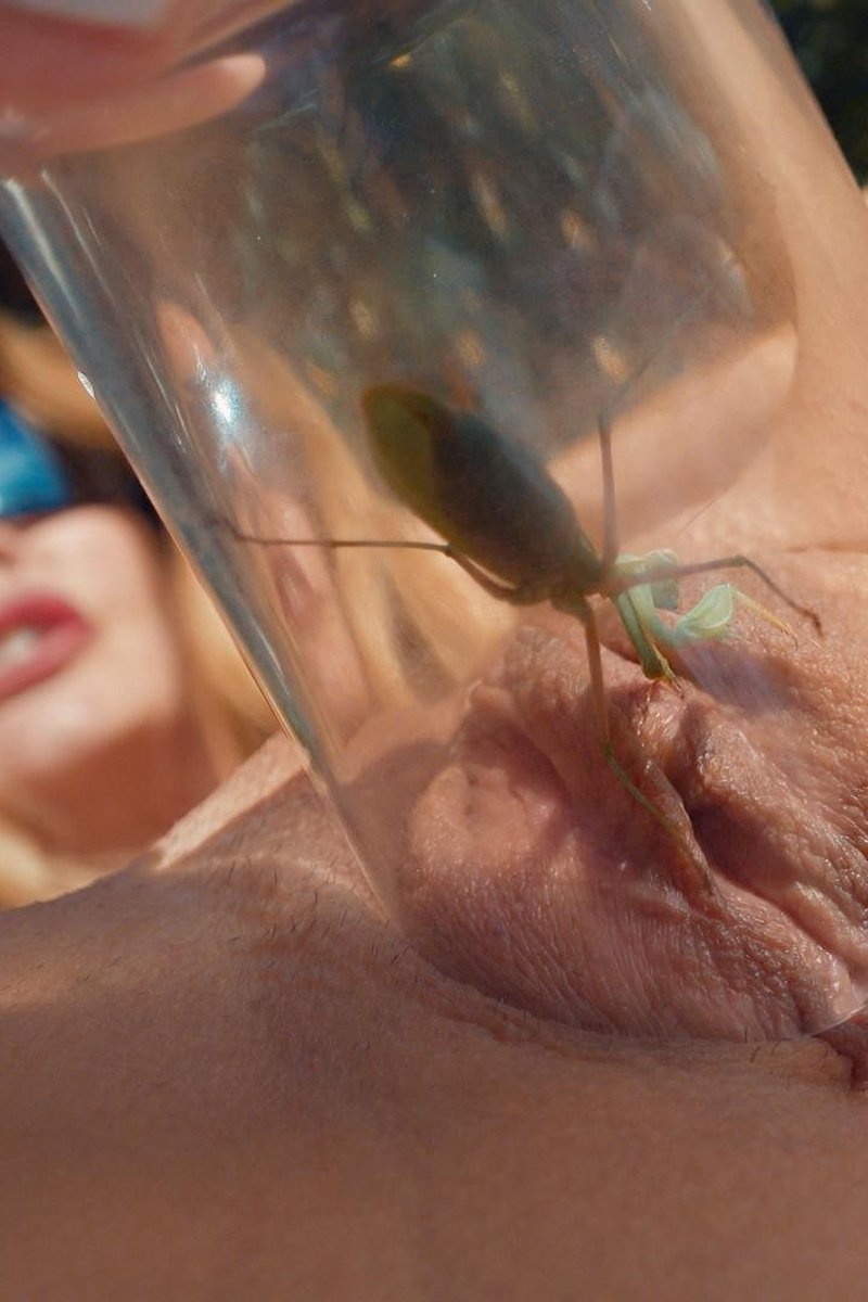 Praying Mantis - Screenshot 1 of 4 - Insects