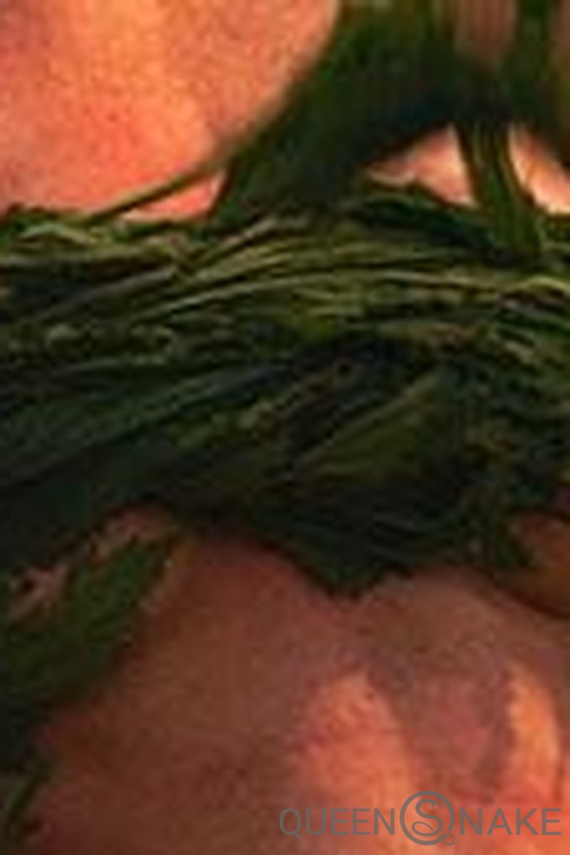 Sacrifice - Screenshot 1 of 4 - Femdom