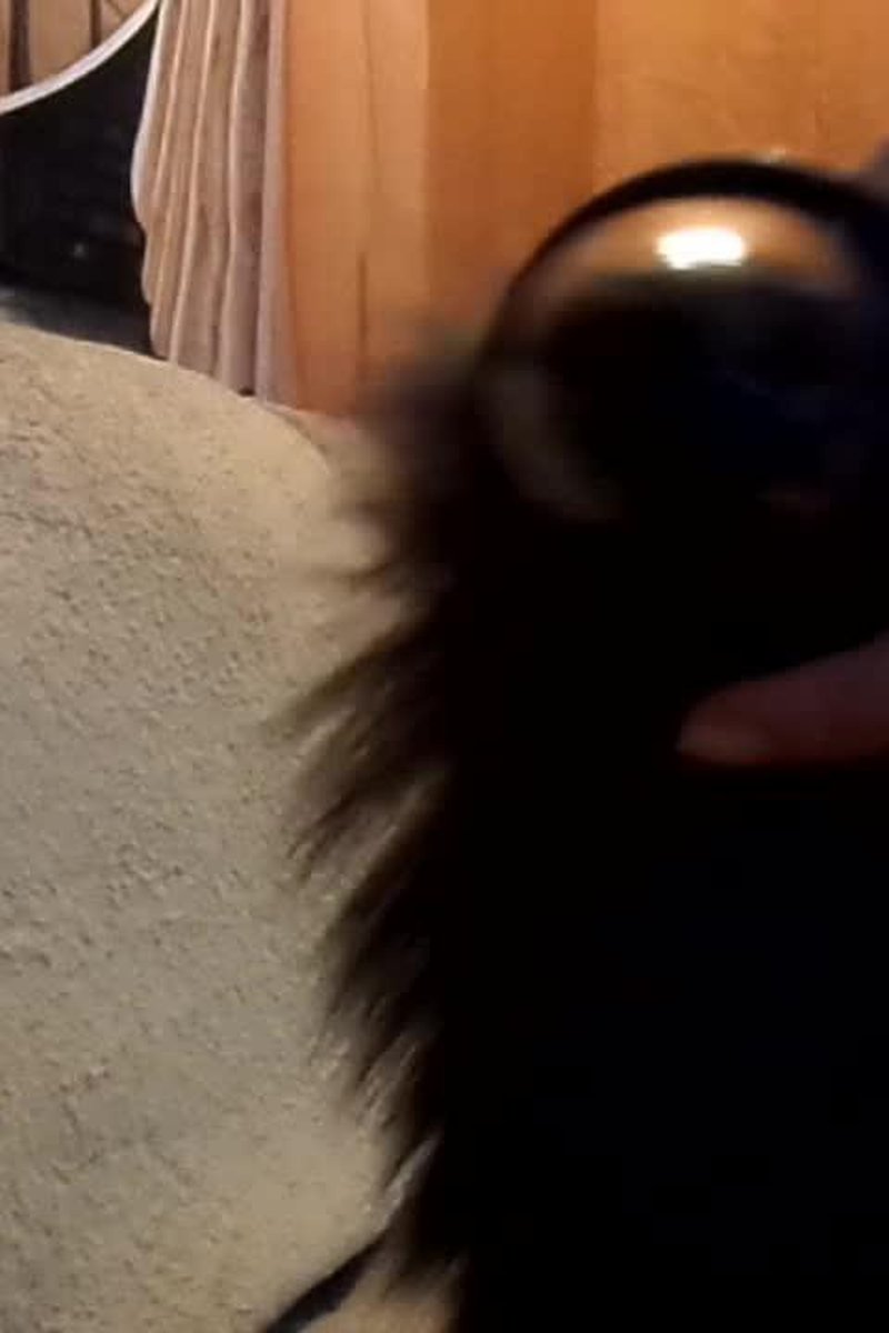 Fox Tail - Screenshot 1 of 4 - Anal Masturbation