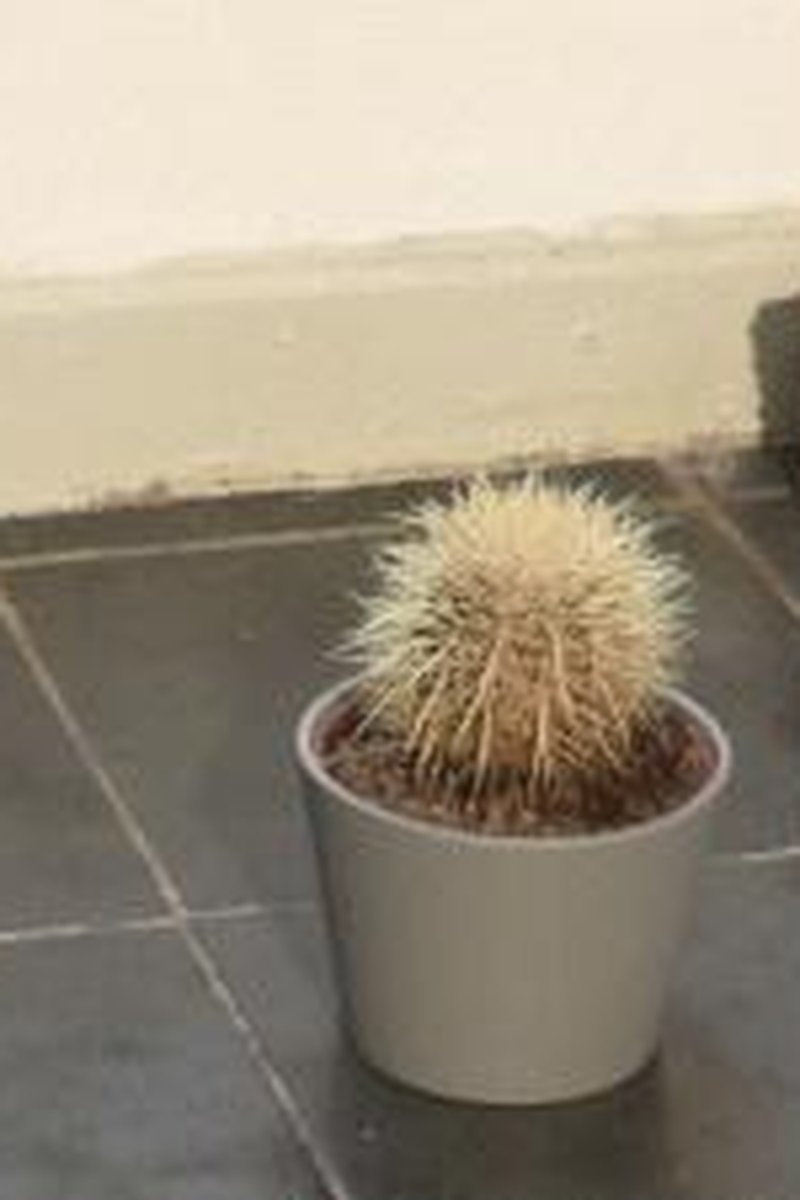 Cactus Stomping - Screenshot 1 of 4 - Stomping Fetish