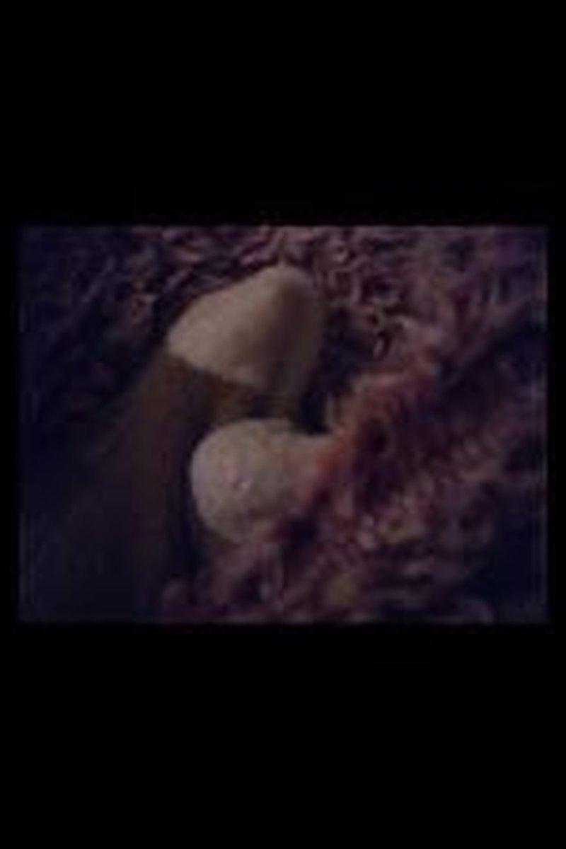 Fuzzy Socks - Screenshot 1 of 4 - Food