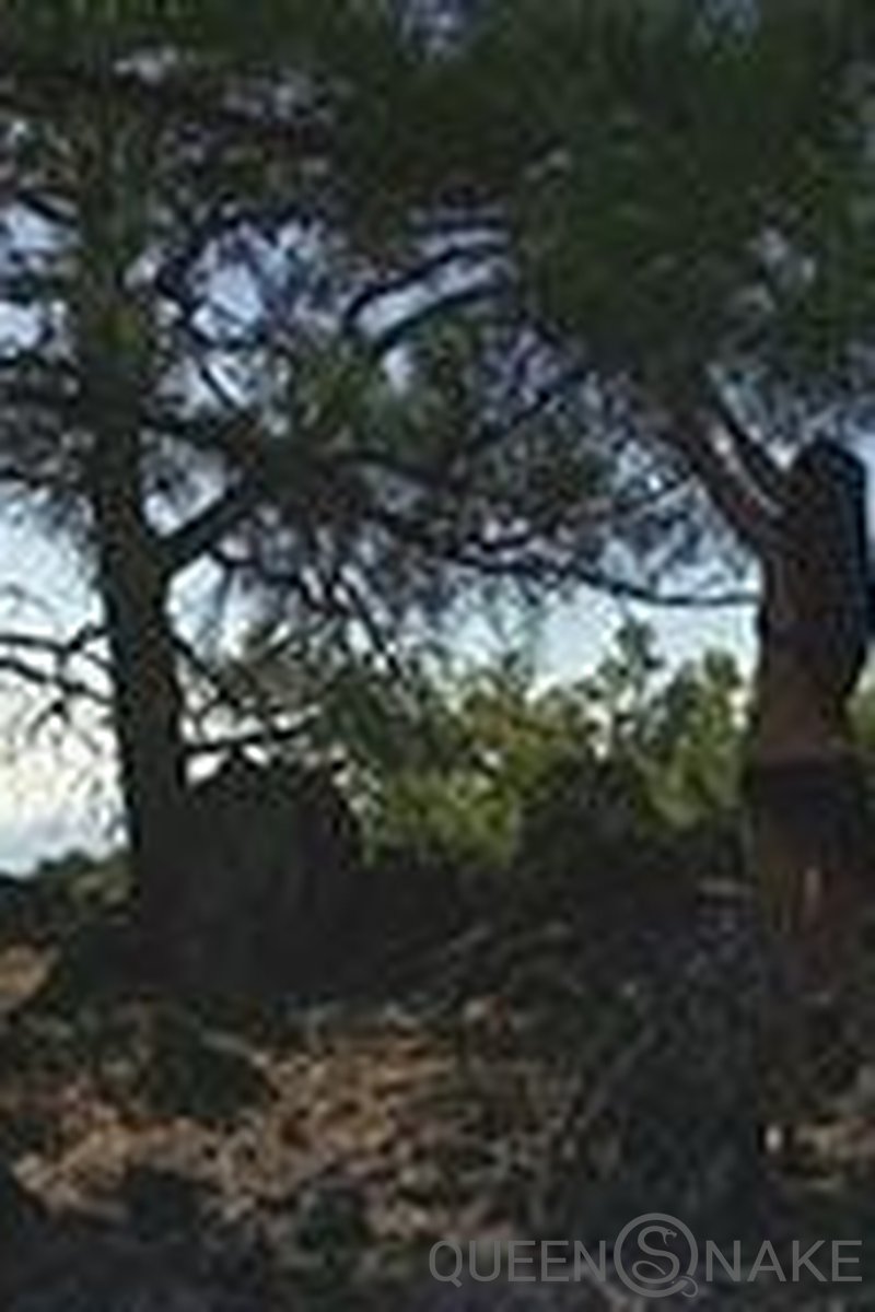 Pinecones - Screenshot 1 of 4 - Fisting