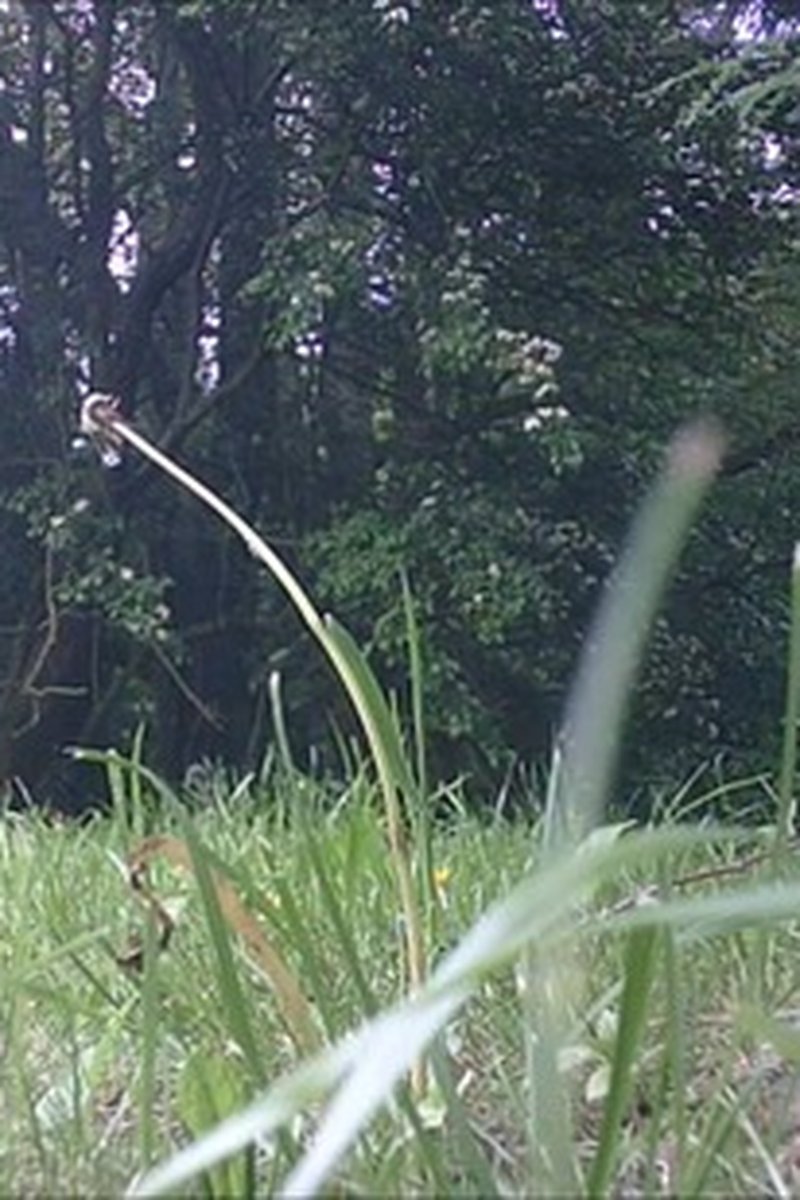 Babe - Screenshot 1 of 4