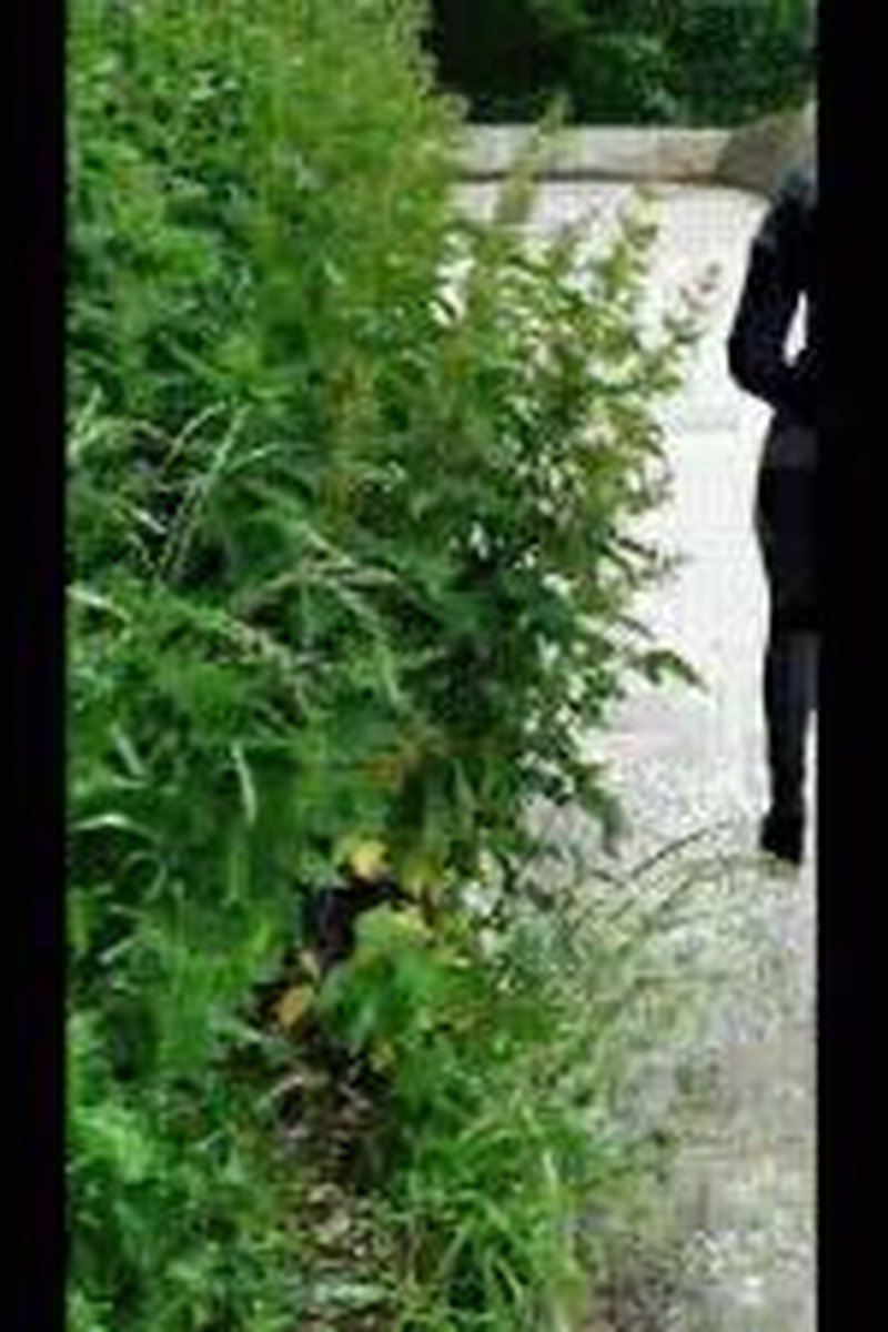 The Nettle Hell - Screenshot 1 of 4 - Boots