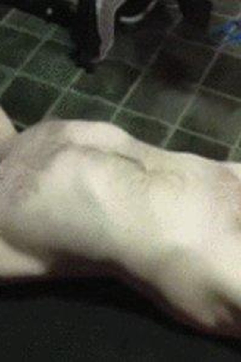 Stomach Trampling - Screenshot 1 of 4 - BDSM