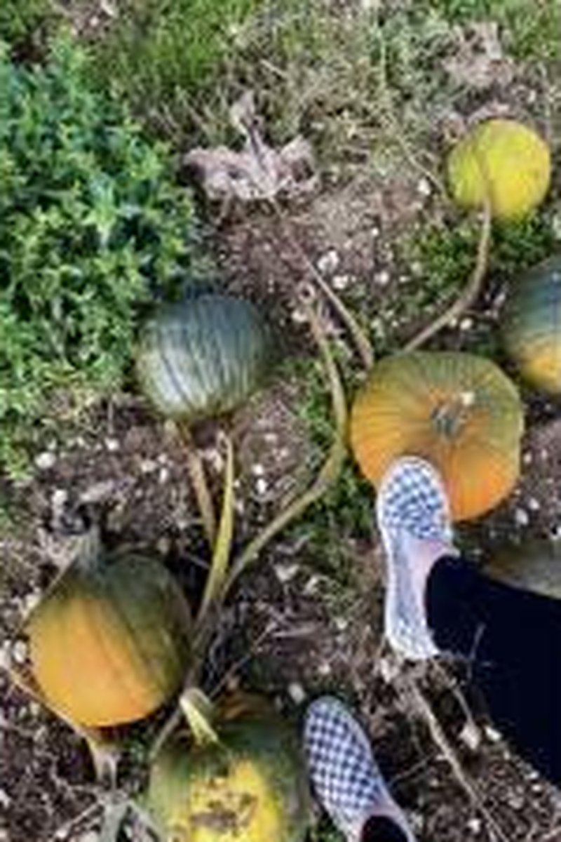 Pumpkin Picking - Screenshot 1 of 4 - Domination