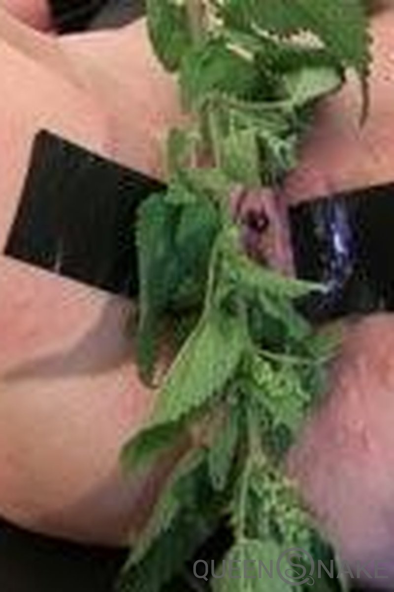 Nettle Torment - Screenshot 1 of 4 - Blowjob