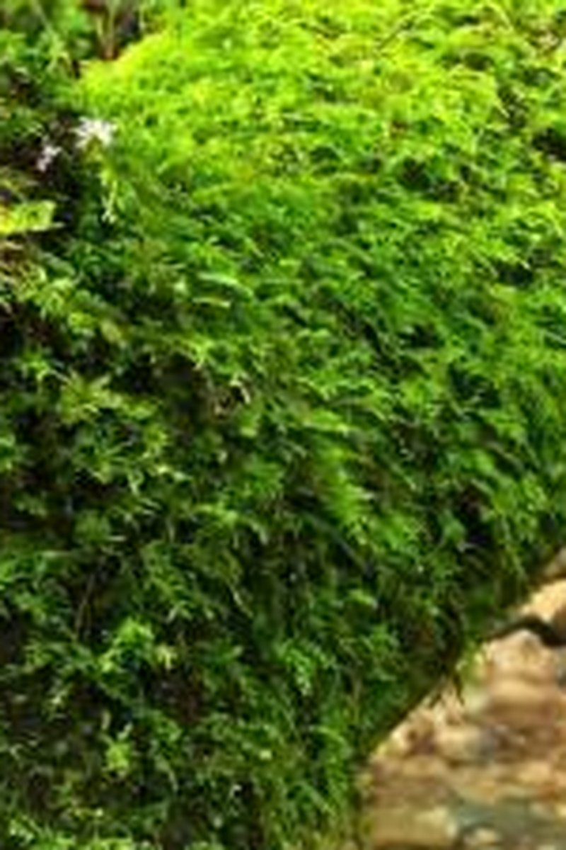 Bnwo Natural Affirmations- ASMR (1) - Screenshot 1 of 4 - Affirmations