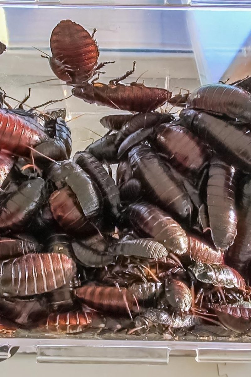 Swarmed - Screenshot 1 of 4 - Biting