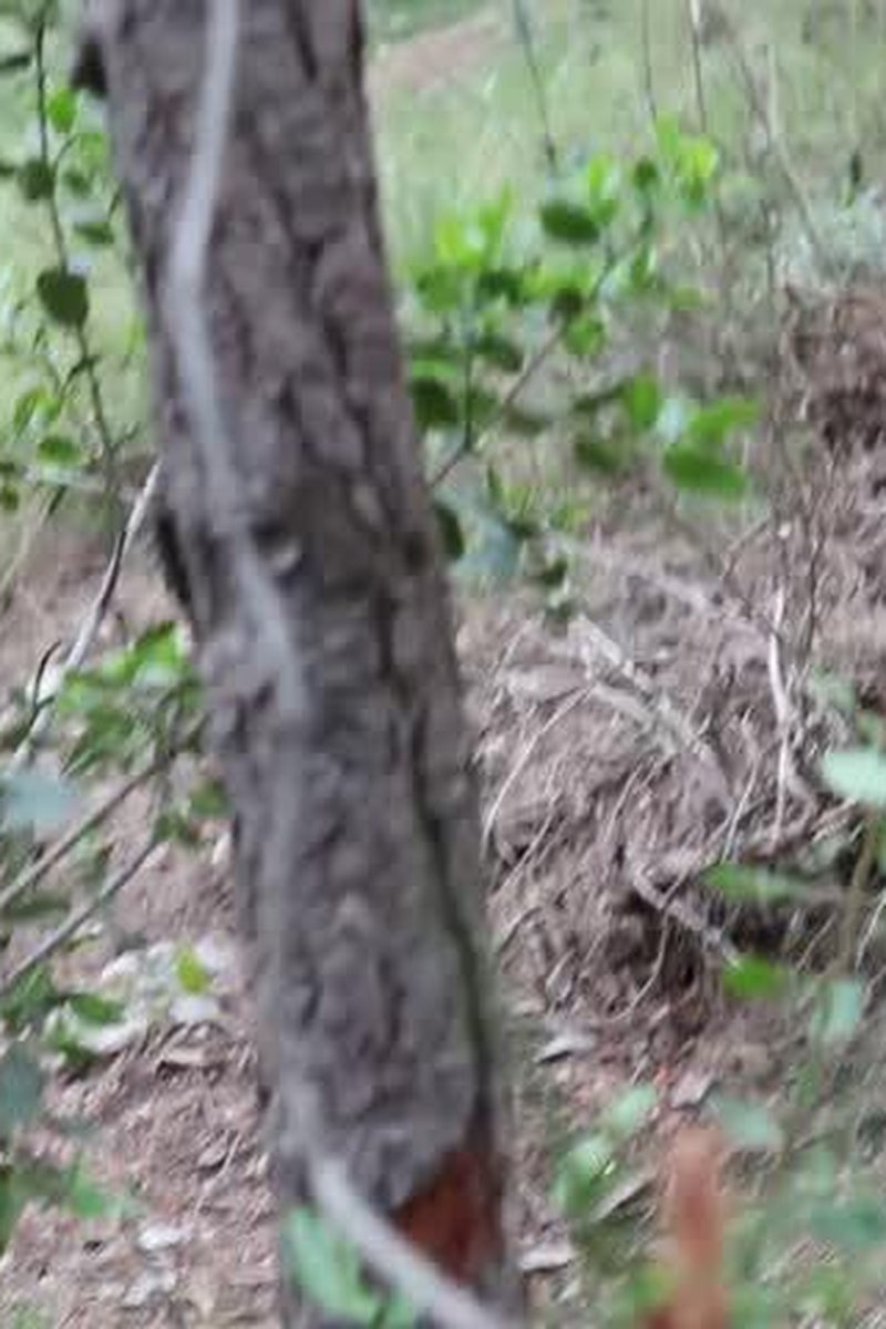 Kinky Forest - Screenshot 1 of 4 - BBC