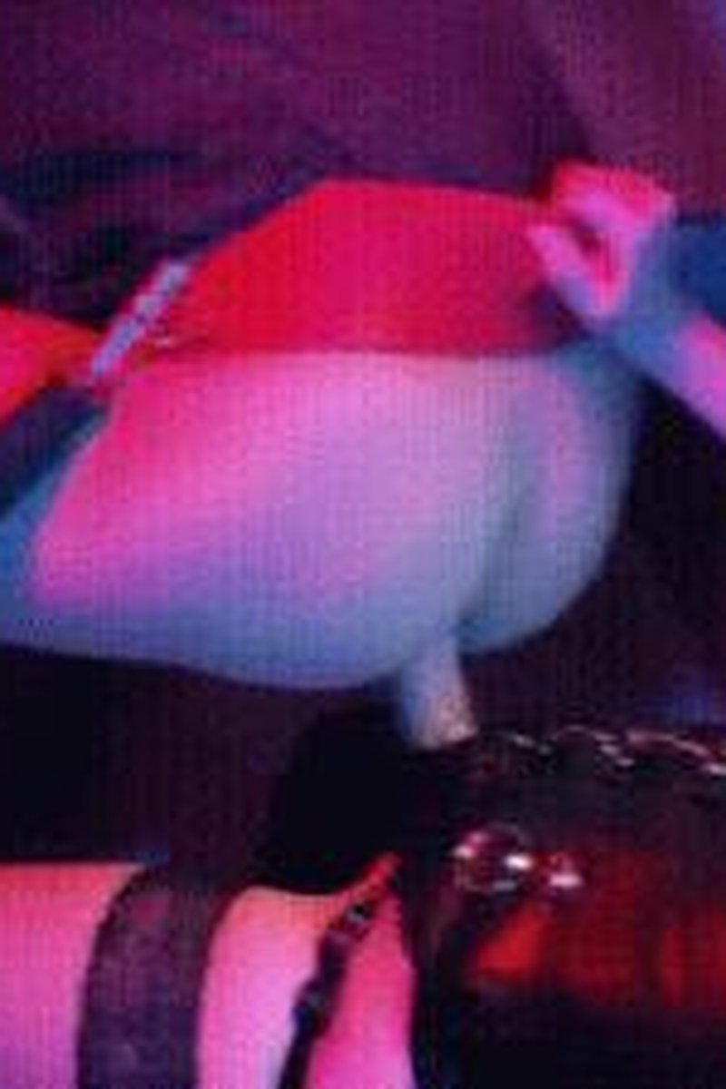 Twitter Bitch - Screenshot 1 of 4 - Anal
