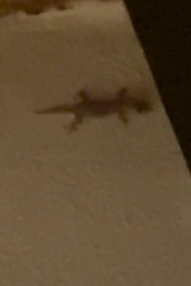 Lizard Spotting - Screenshot 1 of 4 - Latin Woman