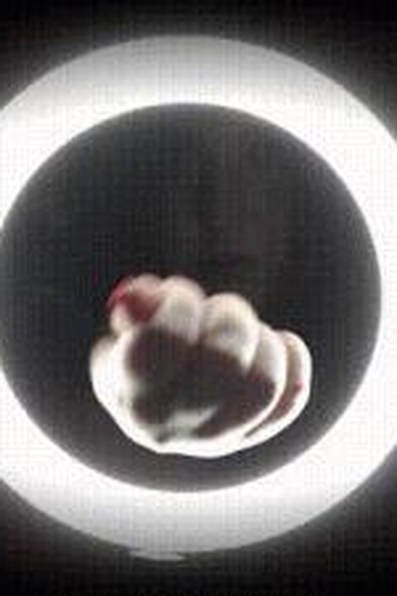 Hand Obsession - Screenshot 1 of 4 - Body Worship