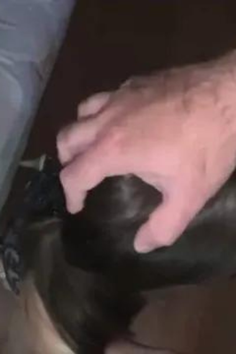 Hard Anal! - Screenshot 1 of 4 - 60 FPS