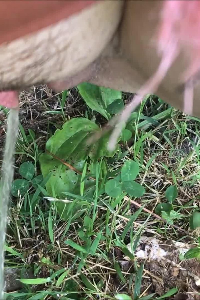 Peeing Outside - Screenshot 1 of 4 - Amateur