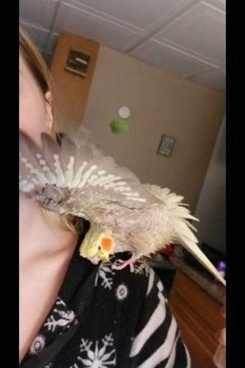 Funny Birb - Screenshot 1 of 4 - Birdwatching