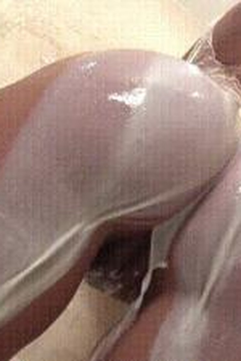 Got Milk - Screenshot 1 of 4 - Food