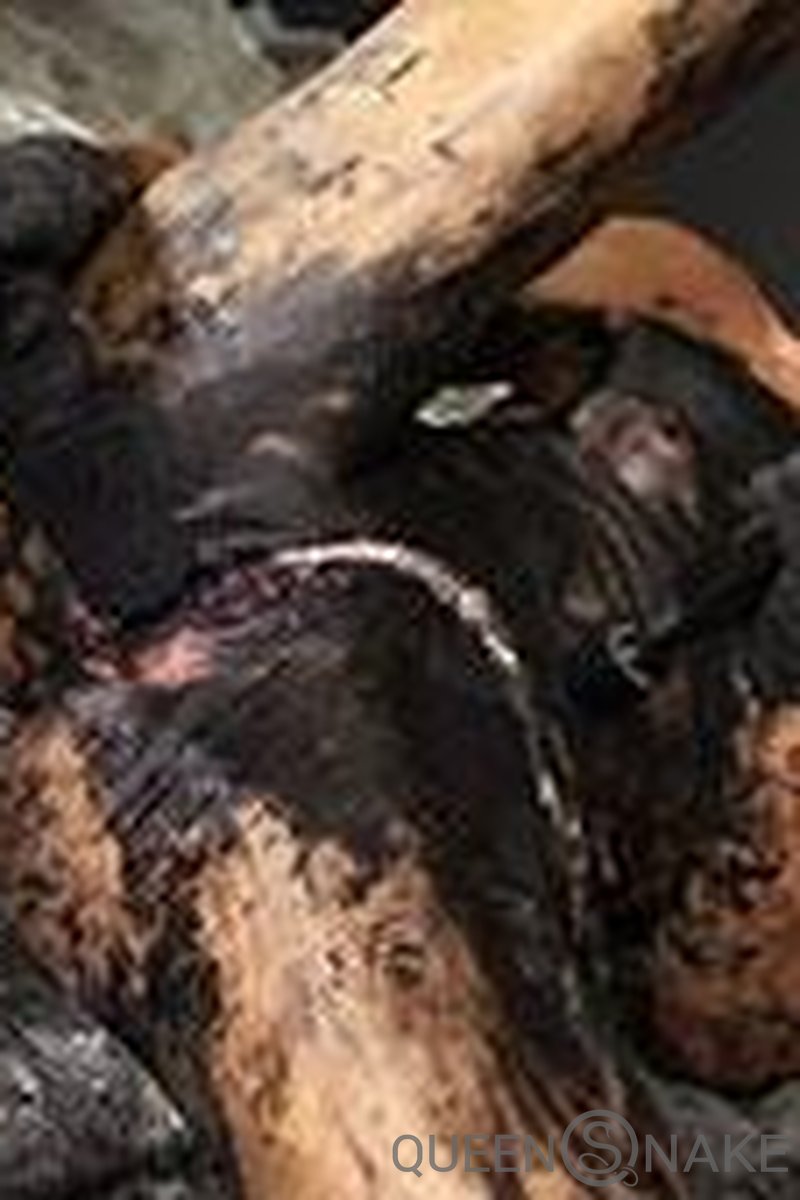 Black - Screenshot 1 of 4 - Blowjob