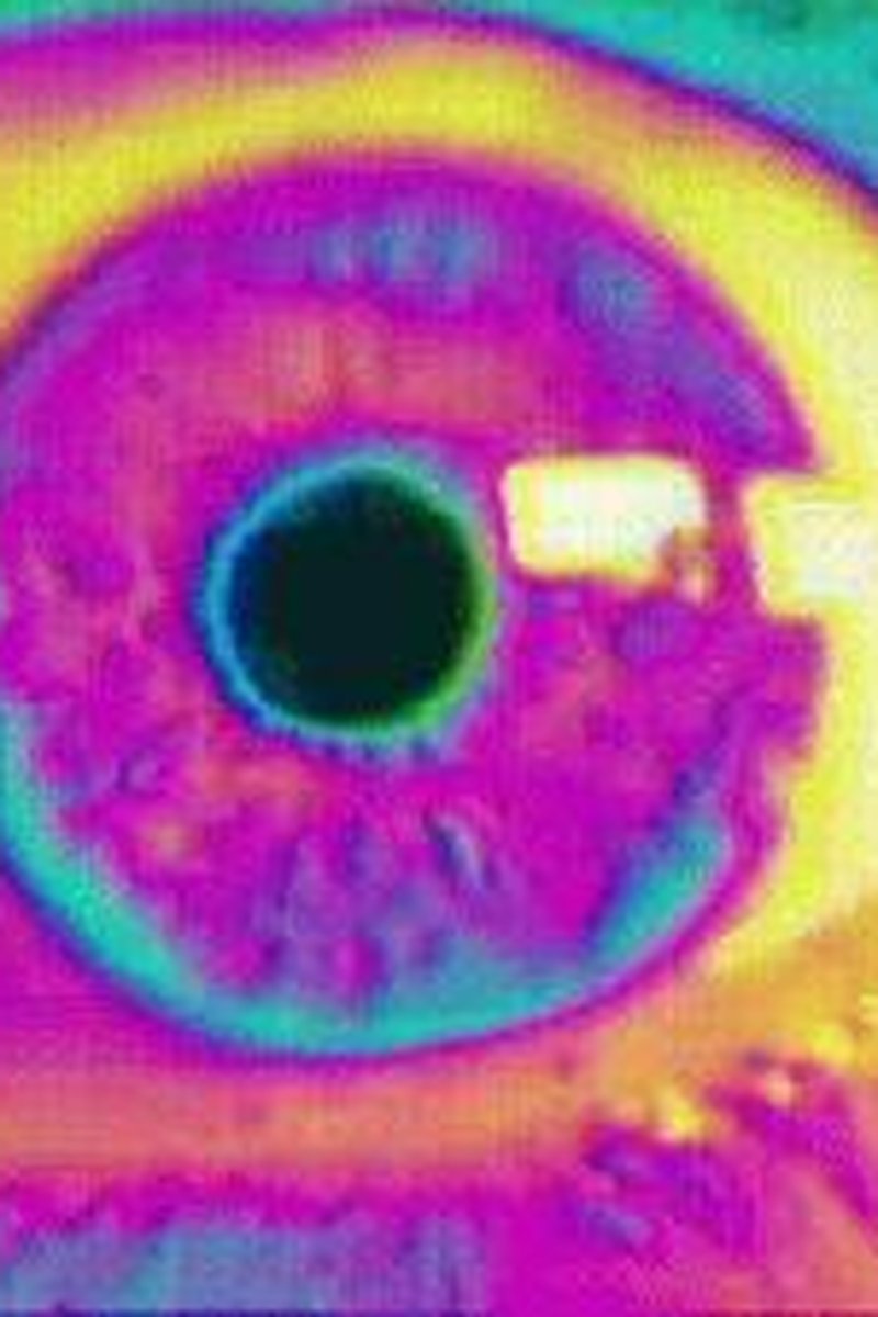 The Alpha Illusion, Reprogramming Your True Nature - Screenshot 1 of 4 - Asian