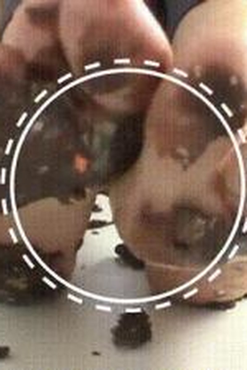 Come Lick - Screenshot 1 of 4 - Food