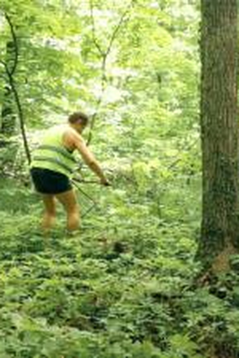 Whipping Between Trees - Screenshot 1 of 4 - Plastic Wrap