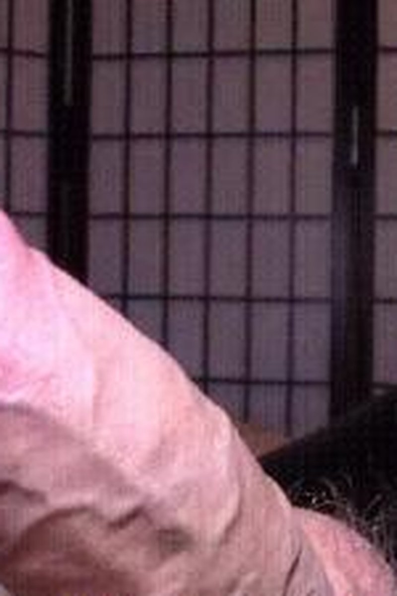 Robotic Milking - Screenshot 1 of 4 - Cock Milking