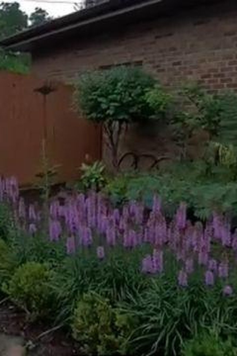 Garden Walk - Screenshot 1 of 4 - Garden