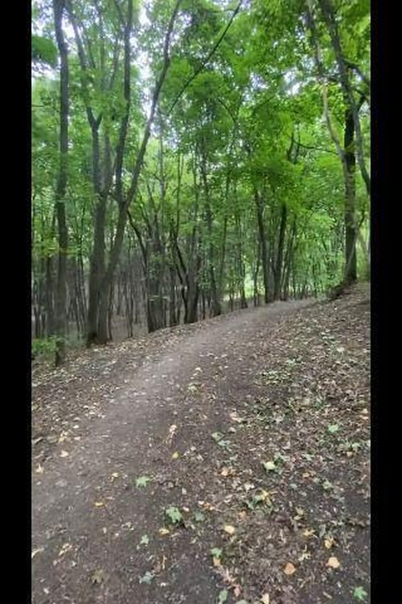 Walking Through The Forest - Screenshot 1 of 4 - Outdoors