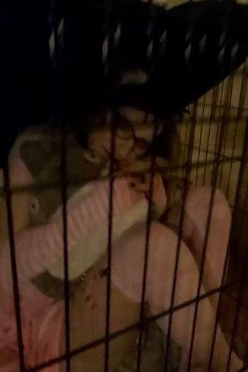 Caged Kitten - Screenshot 1 of 4 - Caging