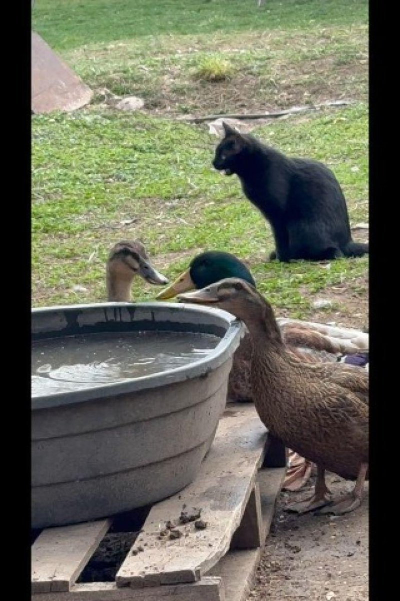 Duck Compilation - Screenshot 1 of 4 - Ducks