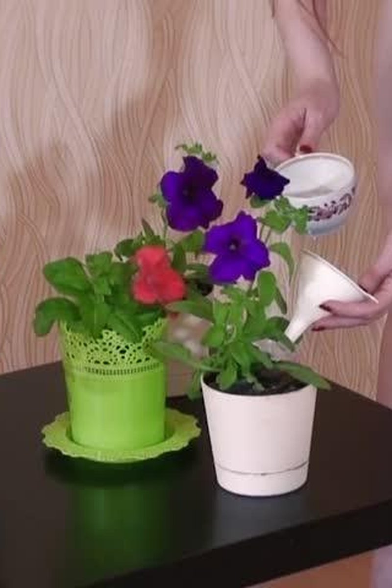 Flower Lover - Screenshot 1 of 4 - Close Up