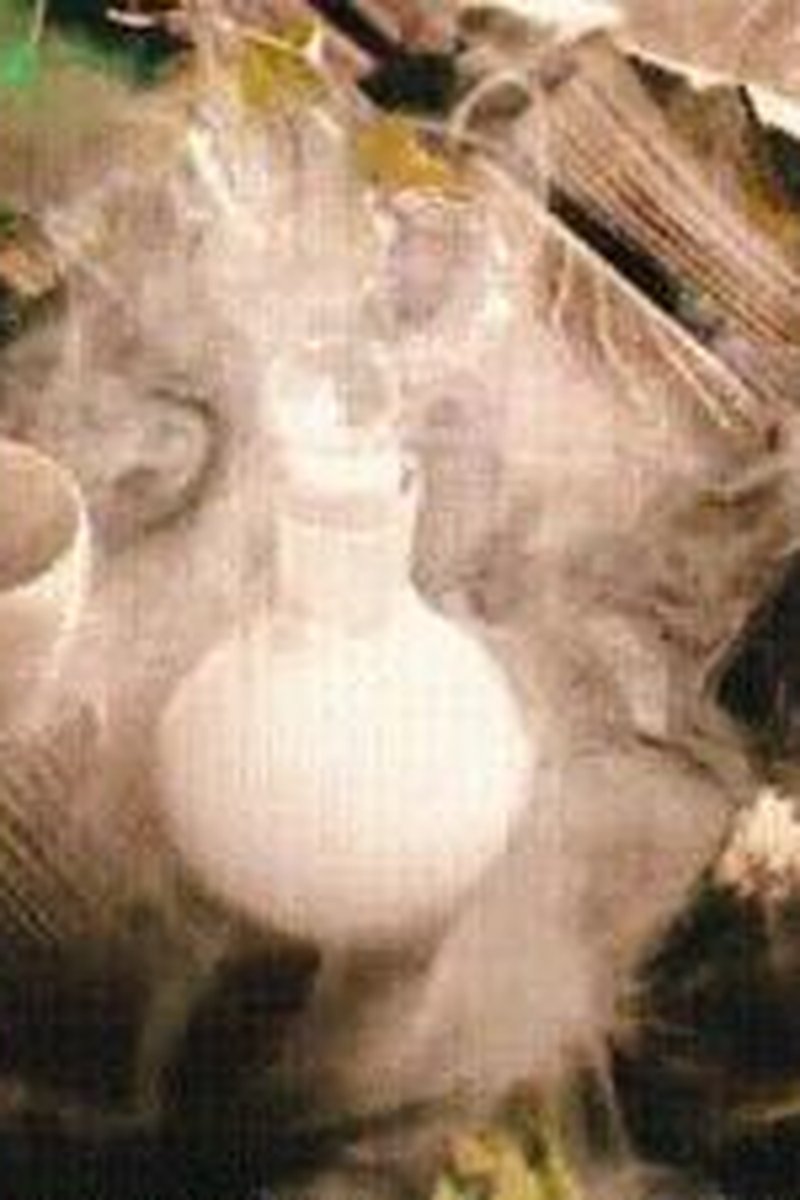 Spellbound - Screenshot 1 of 4 - Broken