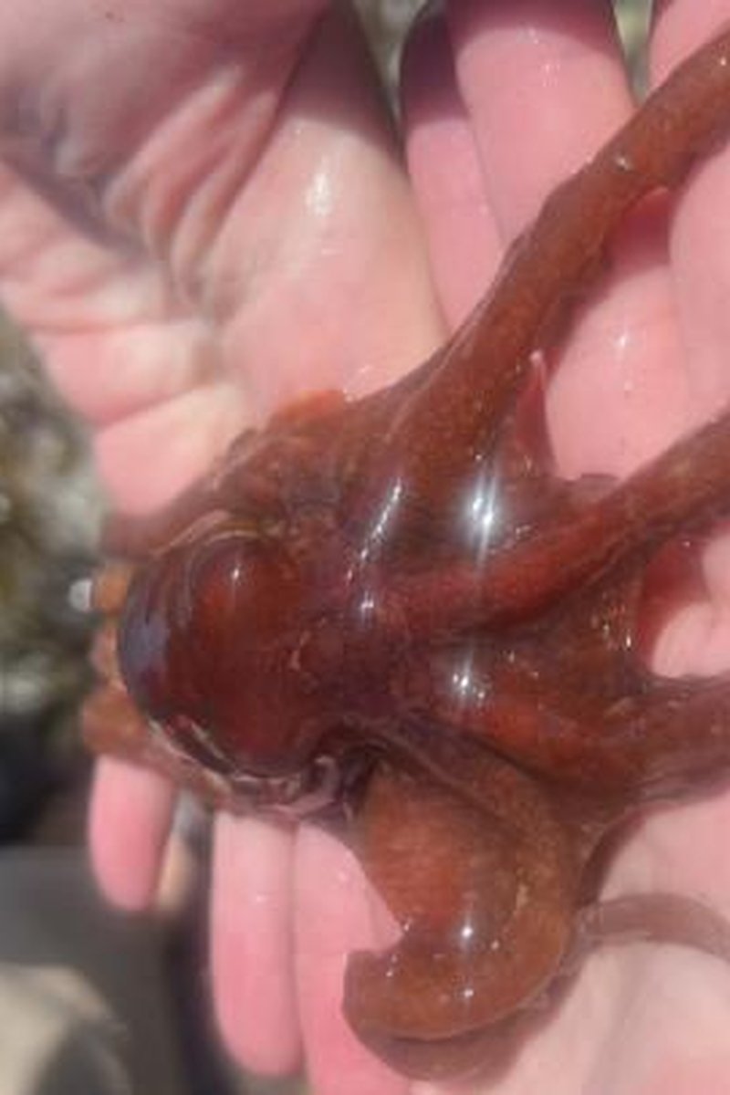 Small Octopus - Screenshot 1 of 4 - Beachbabe