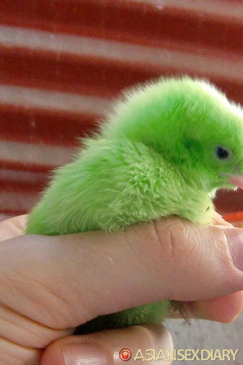 Village Visit & Easter Chicks - Screenshot 1 of 4 - Asian