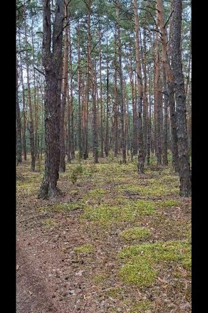 TP-manyvidsluxefantasies-my-happy-place