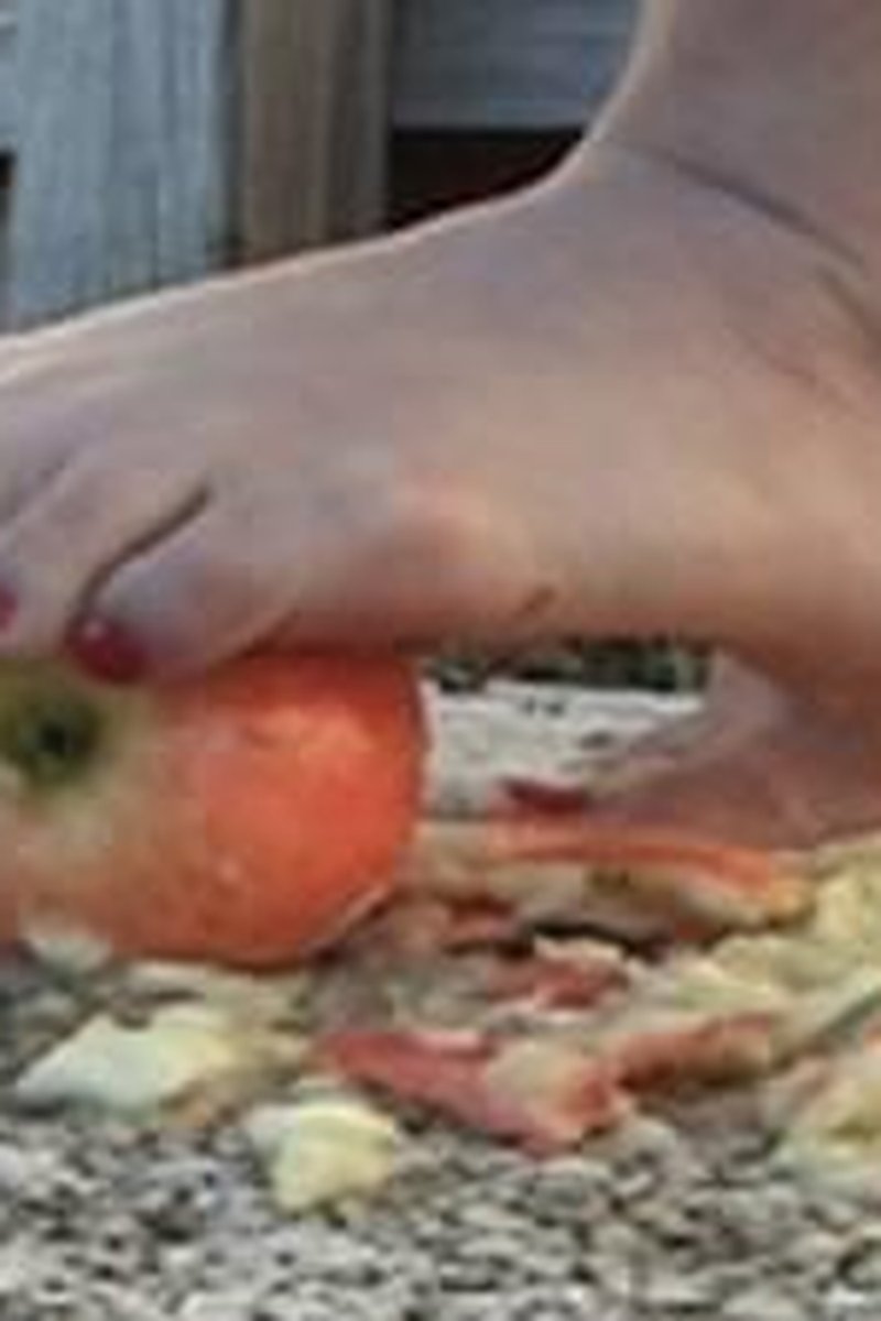 Apple Tester - Screenshot 1 of 4 - Foot Fetish