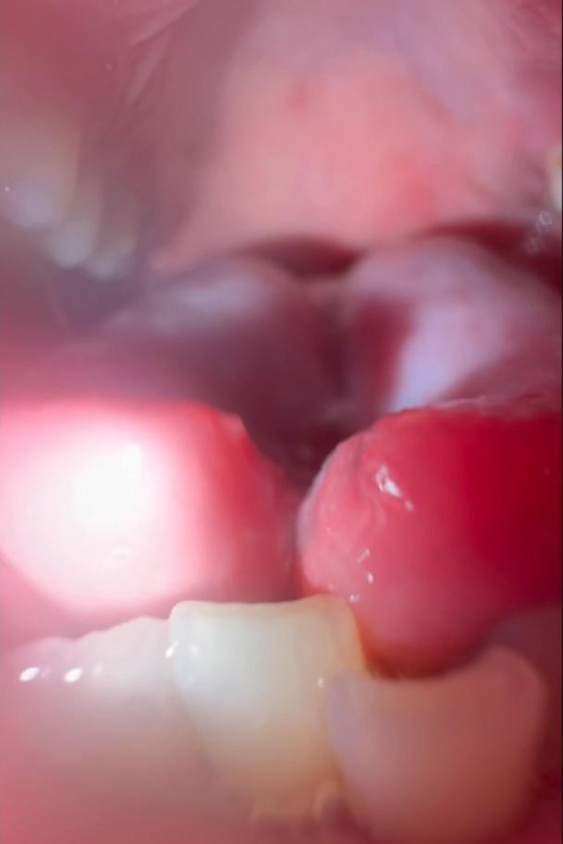 Camera Licking Compilation - Split Tongue - Screenshot 1 of 4 - Licking