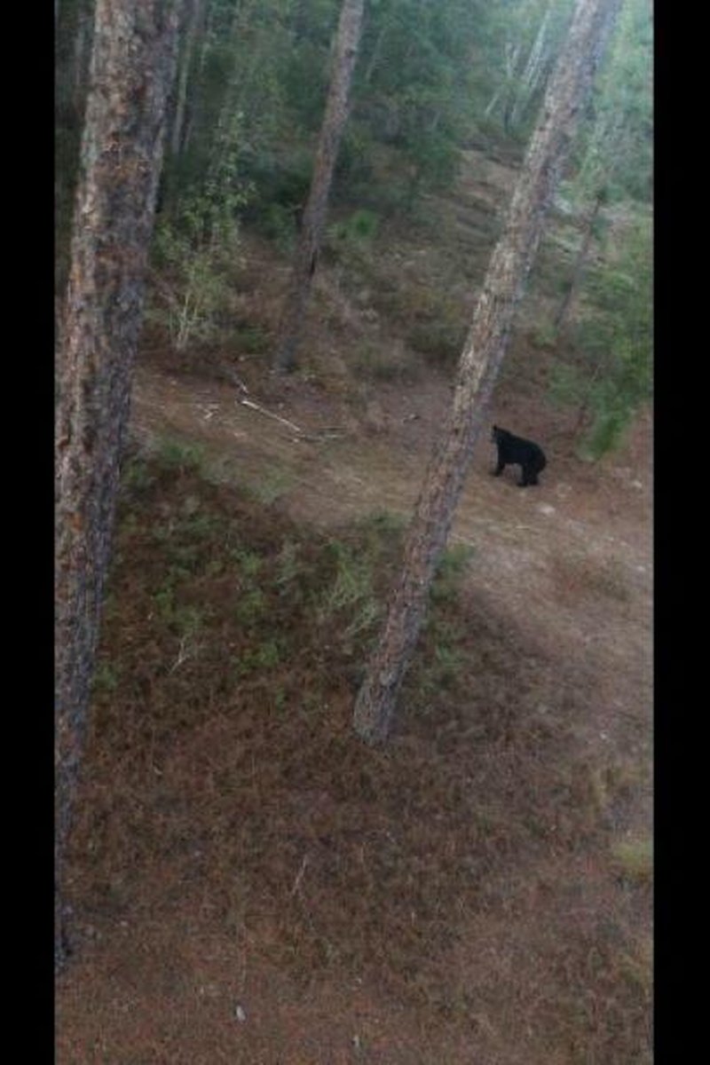 The Three Bear Cubs - Screenshot 1 of 4 - Beach