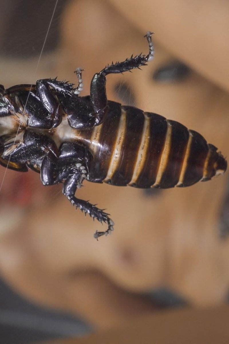 Roachgasm - Screenshot 1 of 4 - Bug