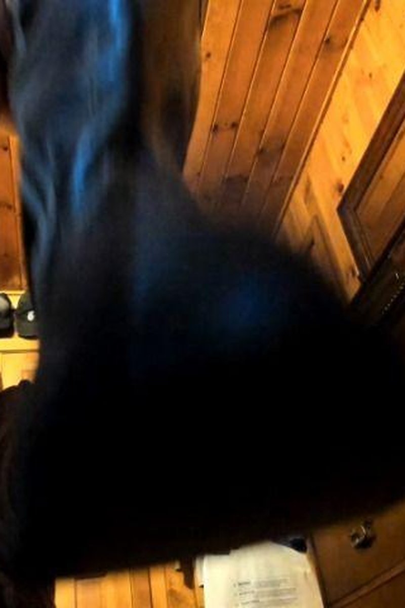 Ball Busting Cbt - Screenshot 1 of 4 - Action & Fighting