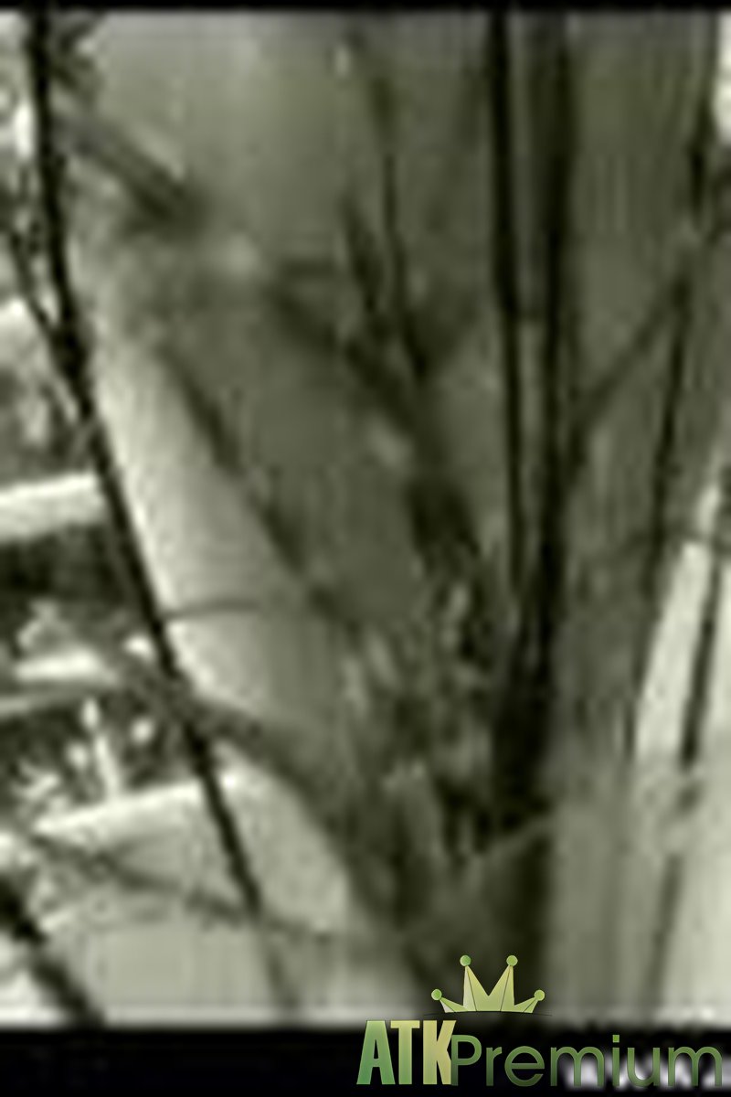 Haley - Artistic - Screenshot 1 of 4 - Haley Hal006