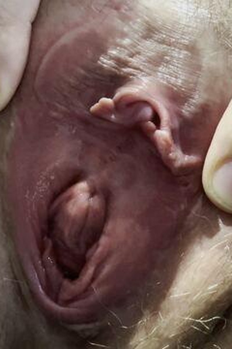 Open Shell - Screenshot 1 of 4 - Amateur