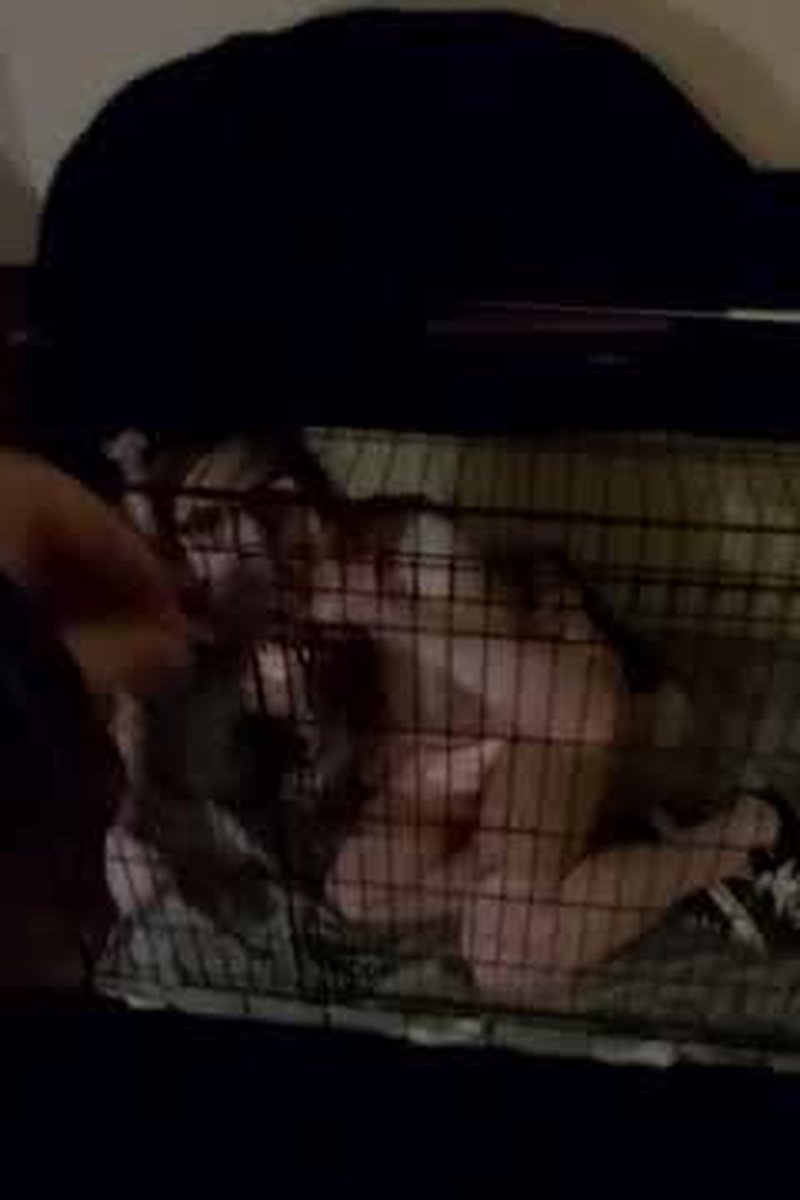 Caged Kitten - Screenshot 1 of 4 - Cheeks