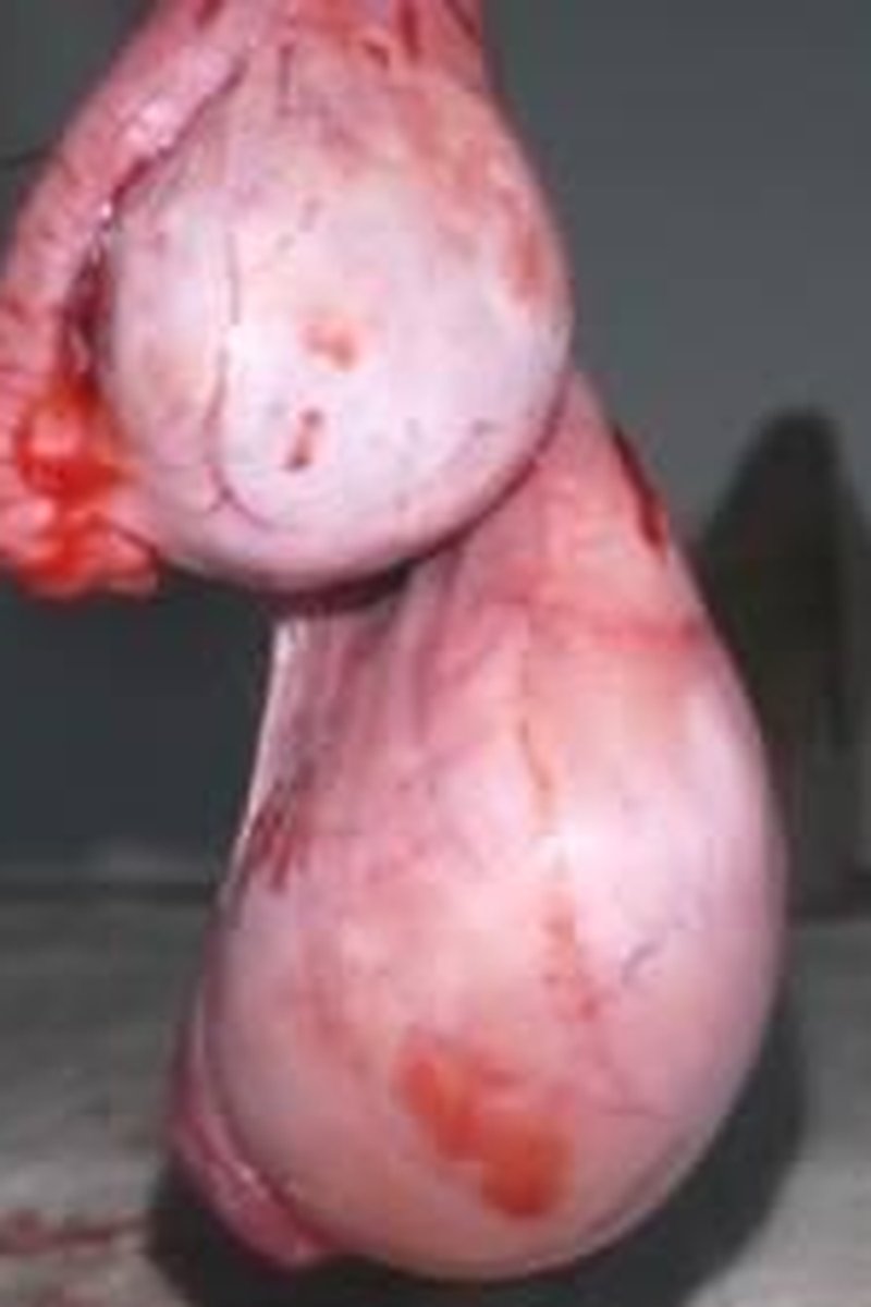 Real Testicles Devastated! - Screenshot 1 of 4 - Boots