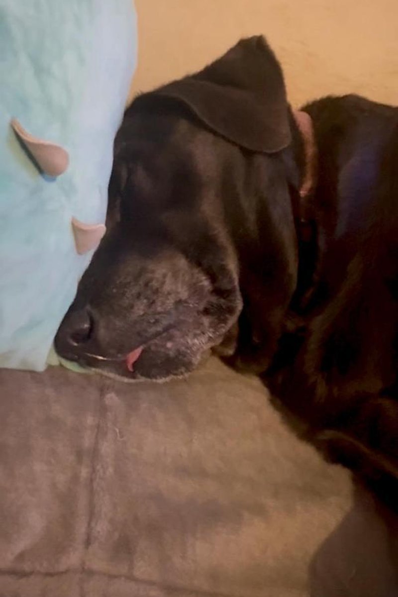 Warm Snuggles - Screenshot 1 of 4 - Pets