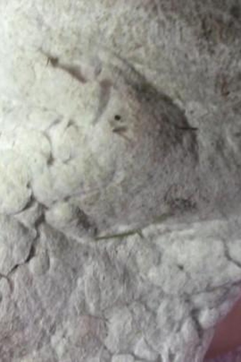 Suck Slippers - Screenshot 1 of 4 - Femdom