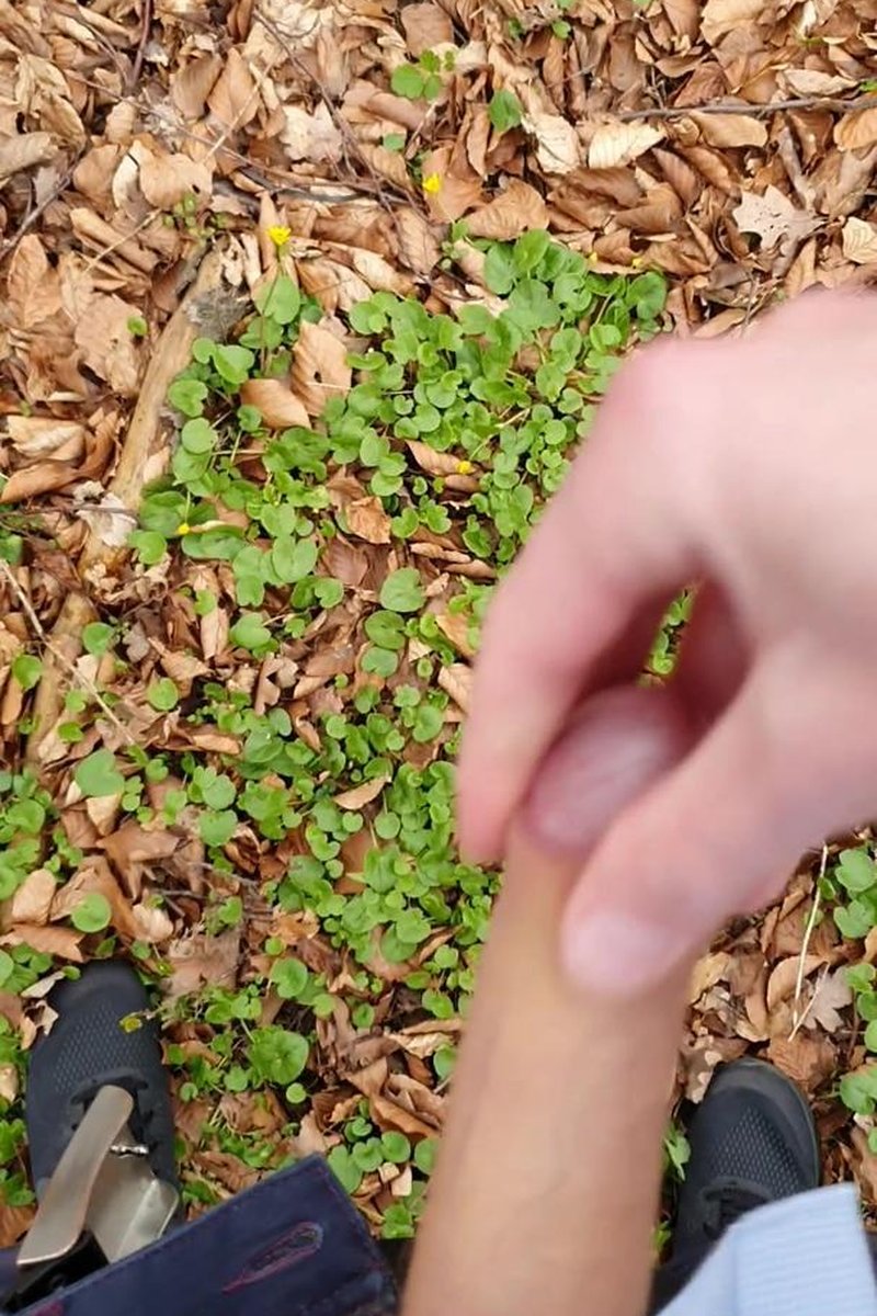 Forest Fun - Screenshot 1 of 4 - Jaden Big