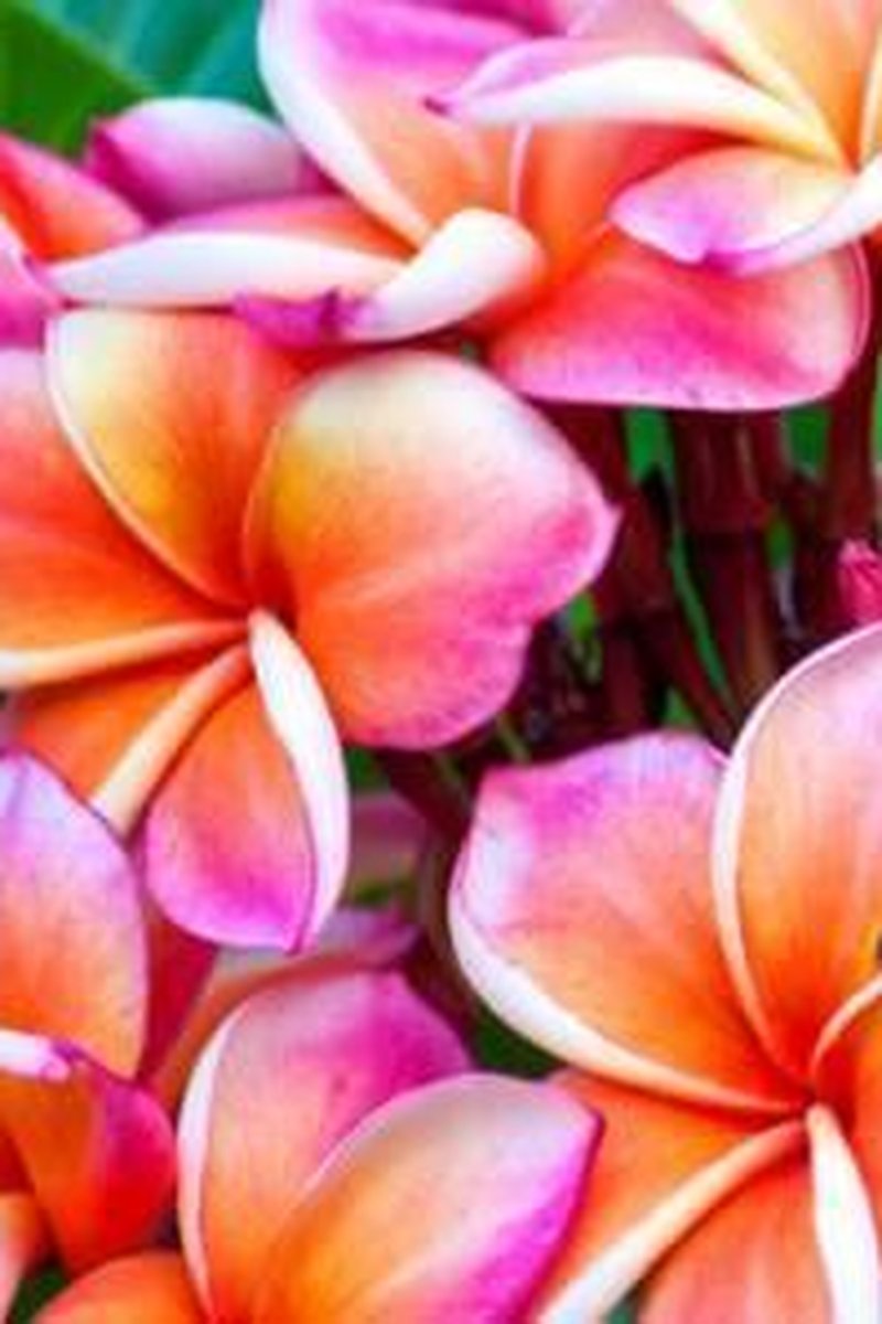 Beg Text - Screenshot 1 of 4 - Roleplay