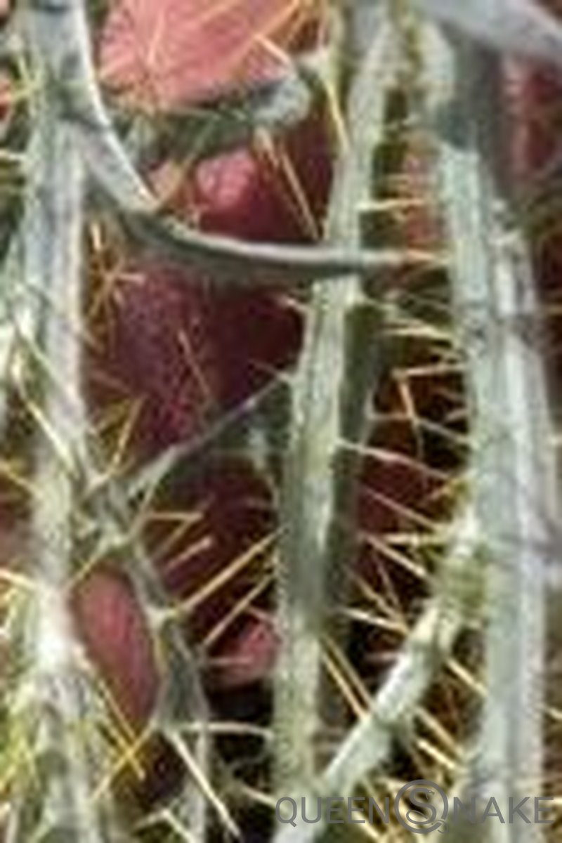 Thistle Thirst - Screenshot 1 of 4 - Outdoors